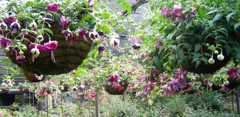 Weald View Gardens Display at this time of year