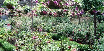 Fuchsia Display Garden 5