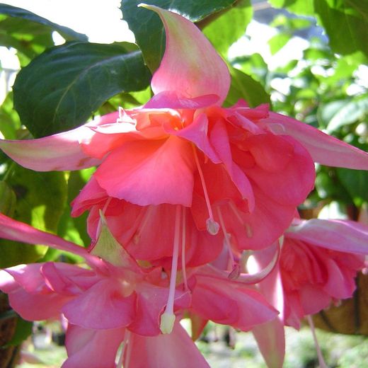 Fuchsia