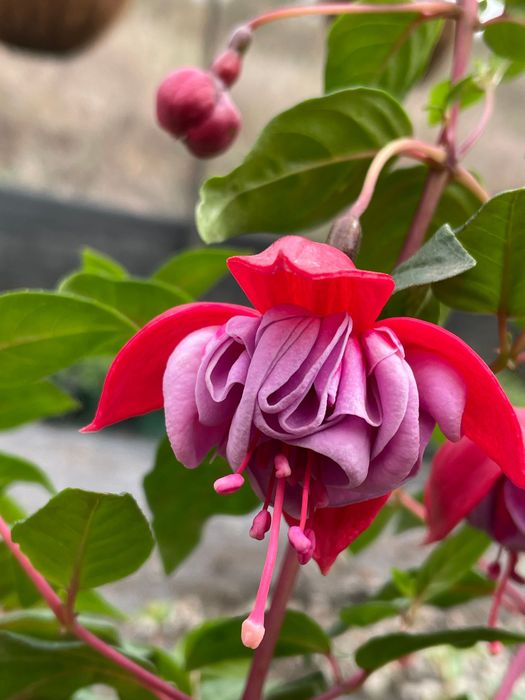 Fuchsia Blue Eyes
