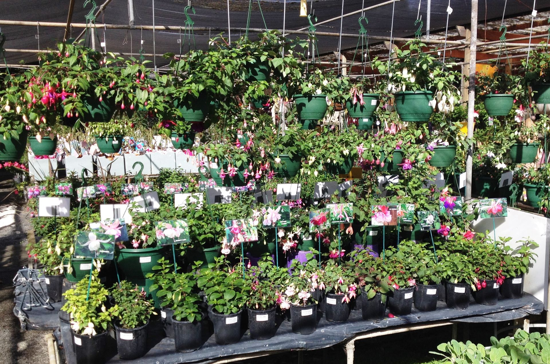 Festival of Flowers 2016