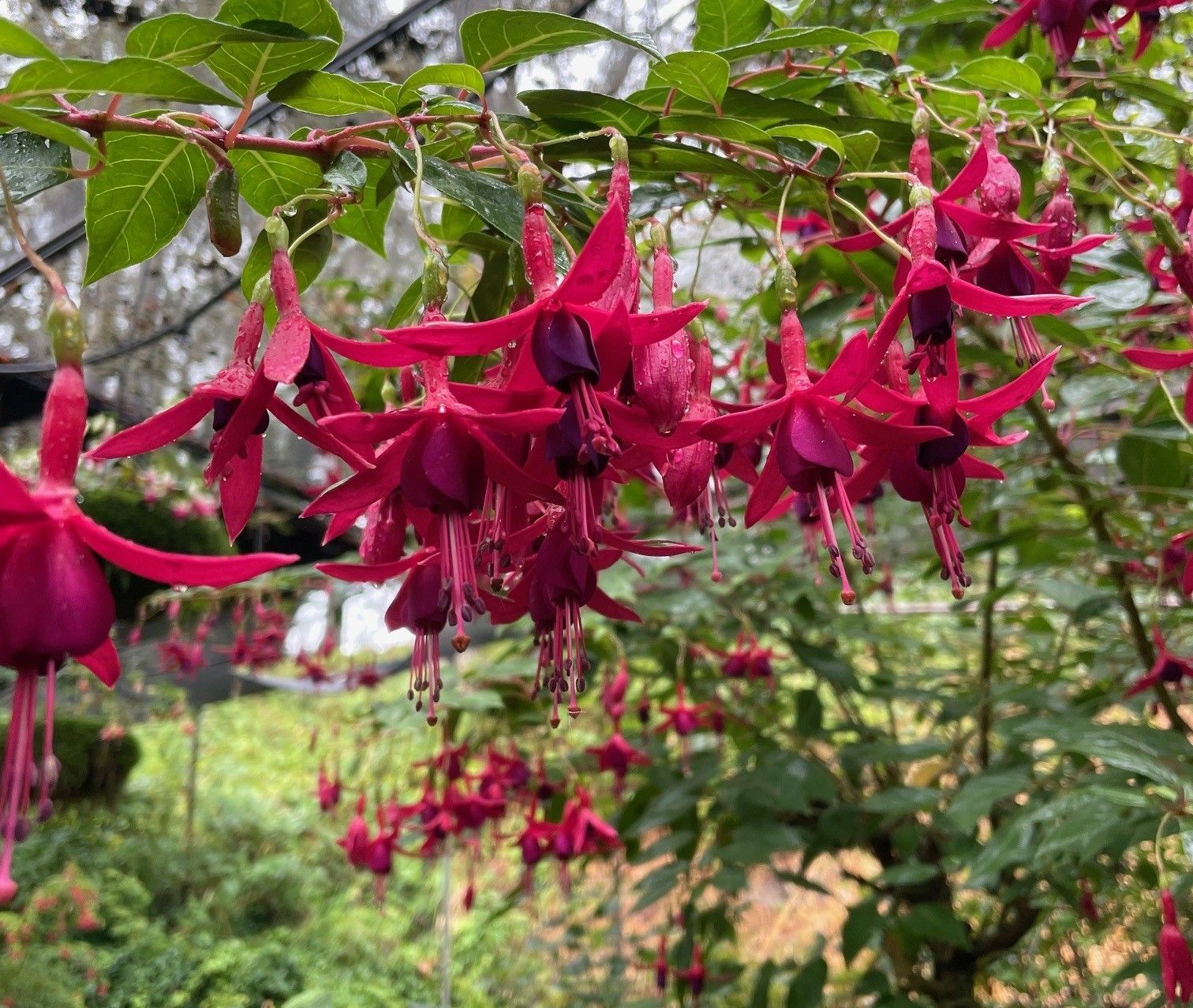 Fuchsia