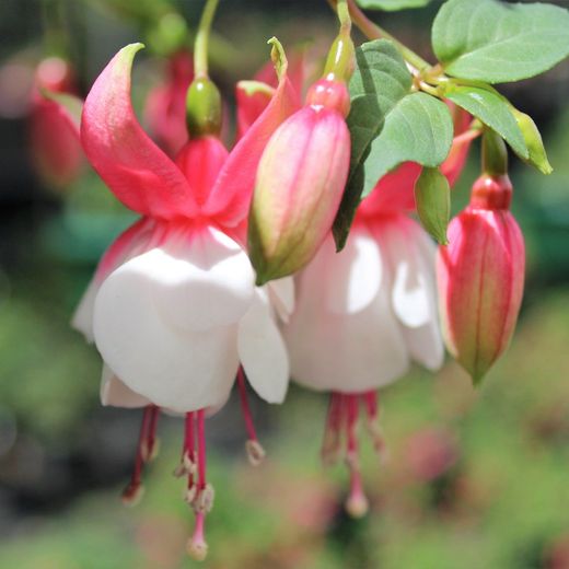 Fuchsia