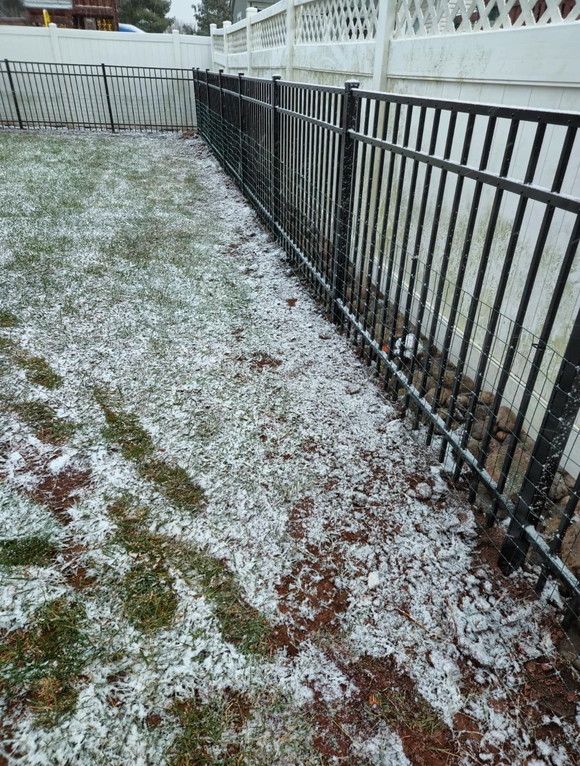 A snowy backyard with a black metal fence along a white fence.