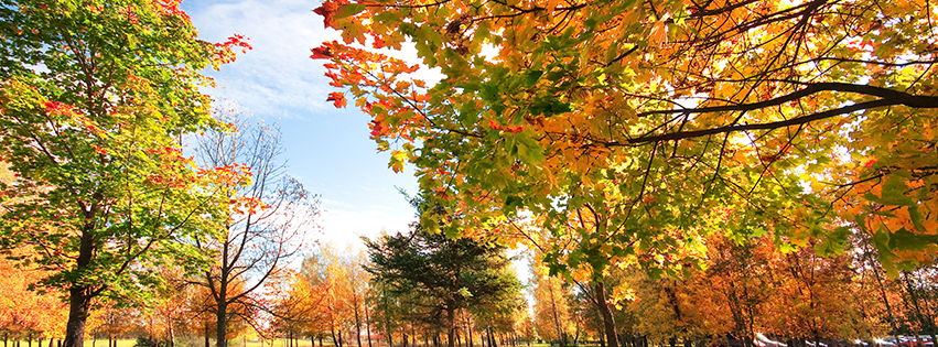 Dry Tree Leaves — Petal, MS — Dayon Tree Service Inc.