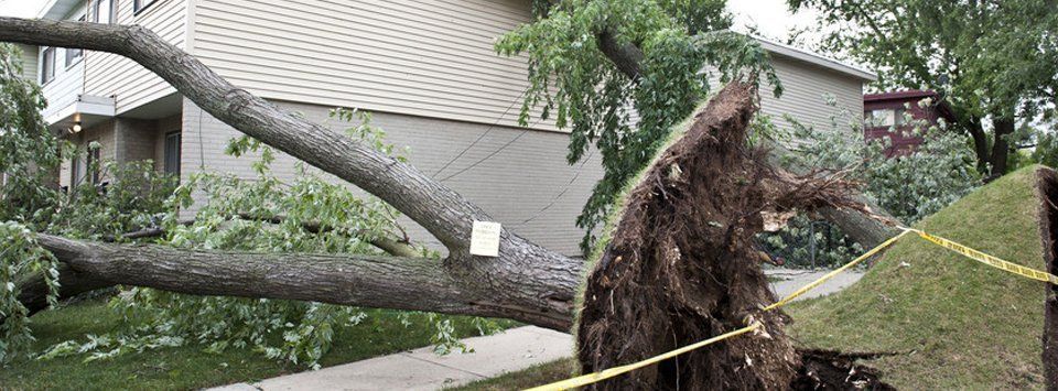 Backyard Debris Removal — Petal, MS — Dayon Tree Service Inc.