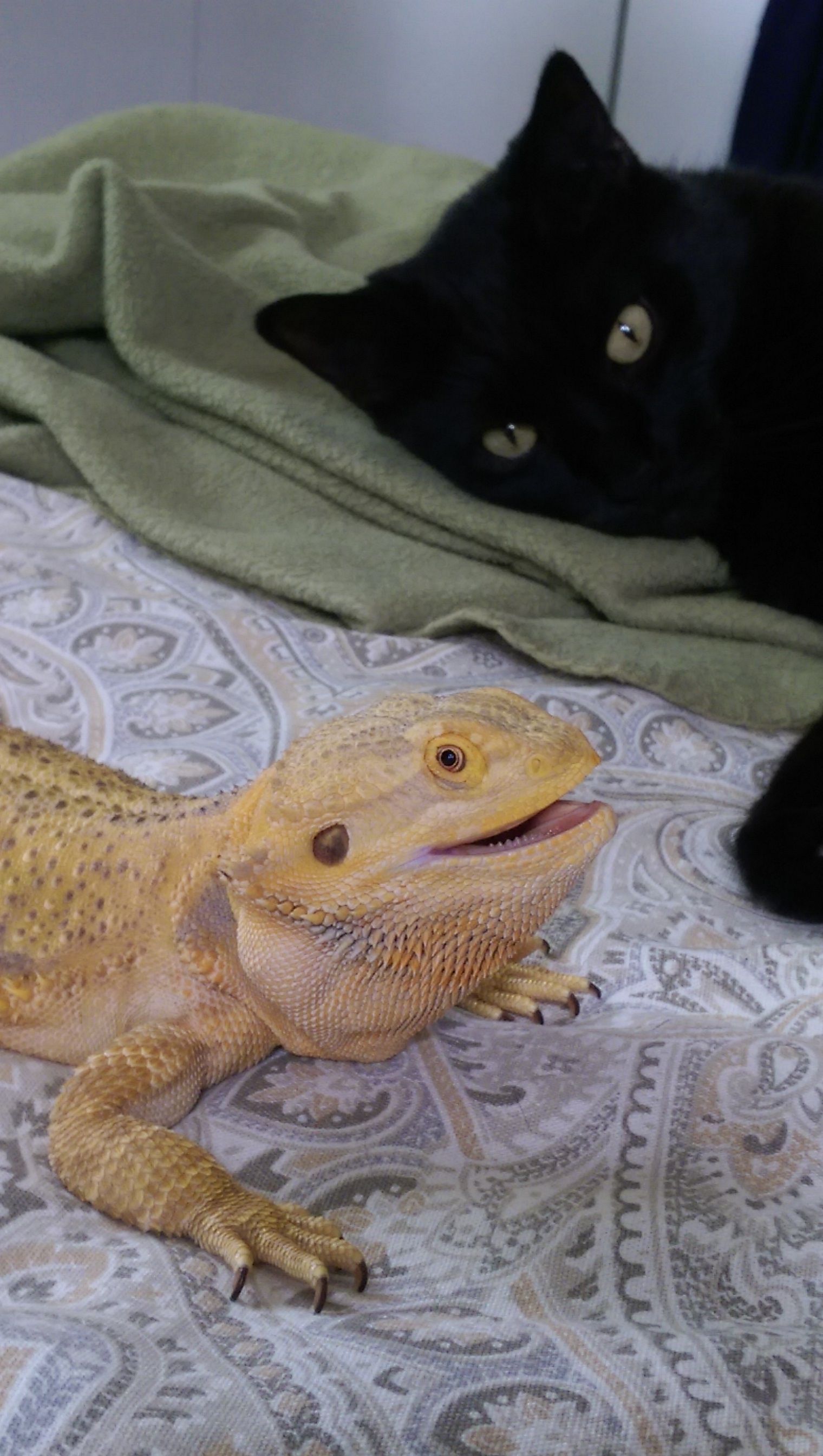 A bearded dragon with open mouth and a black cat lying behind it on a patterned surface.