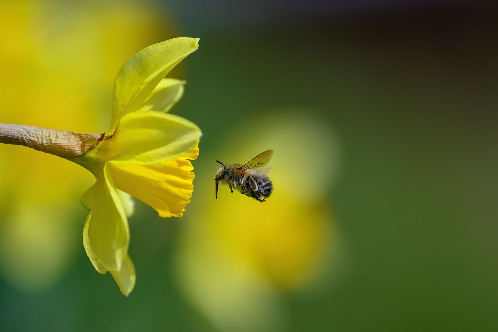 bee-friendly pest control service for brea landscaping