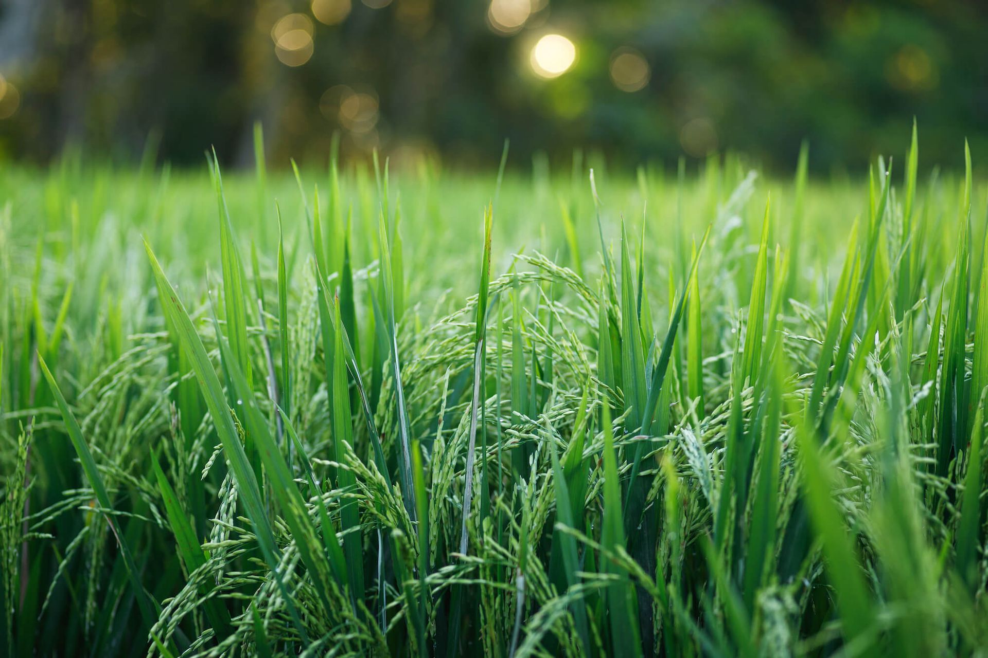 irrigation system service near me brea, ca