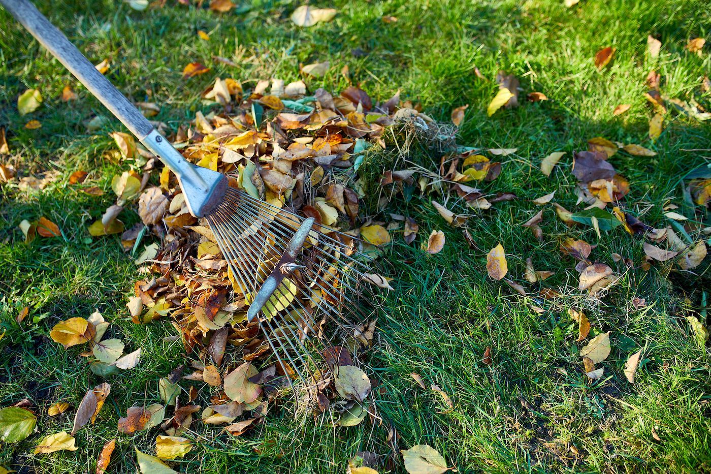 fall landscape clean-up service for brea landscaping