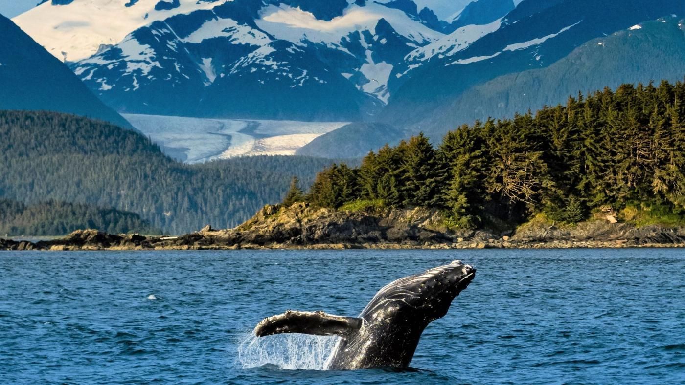 Whale breaching in ocean, mountains and forest in background.