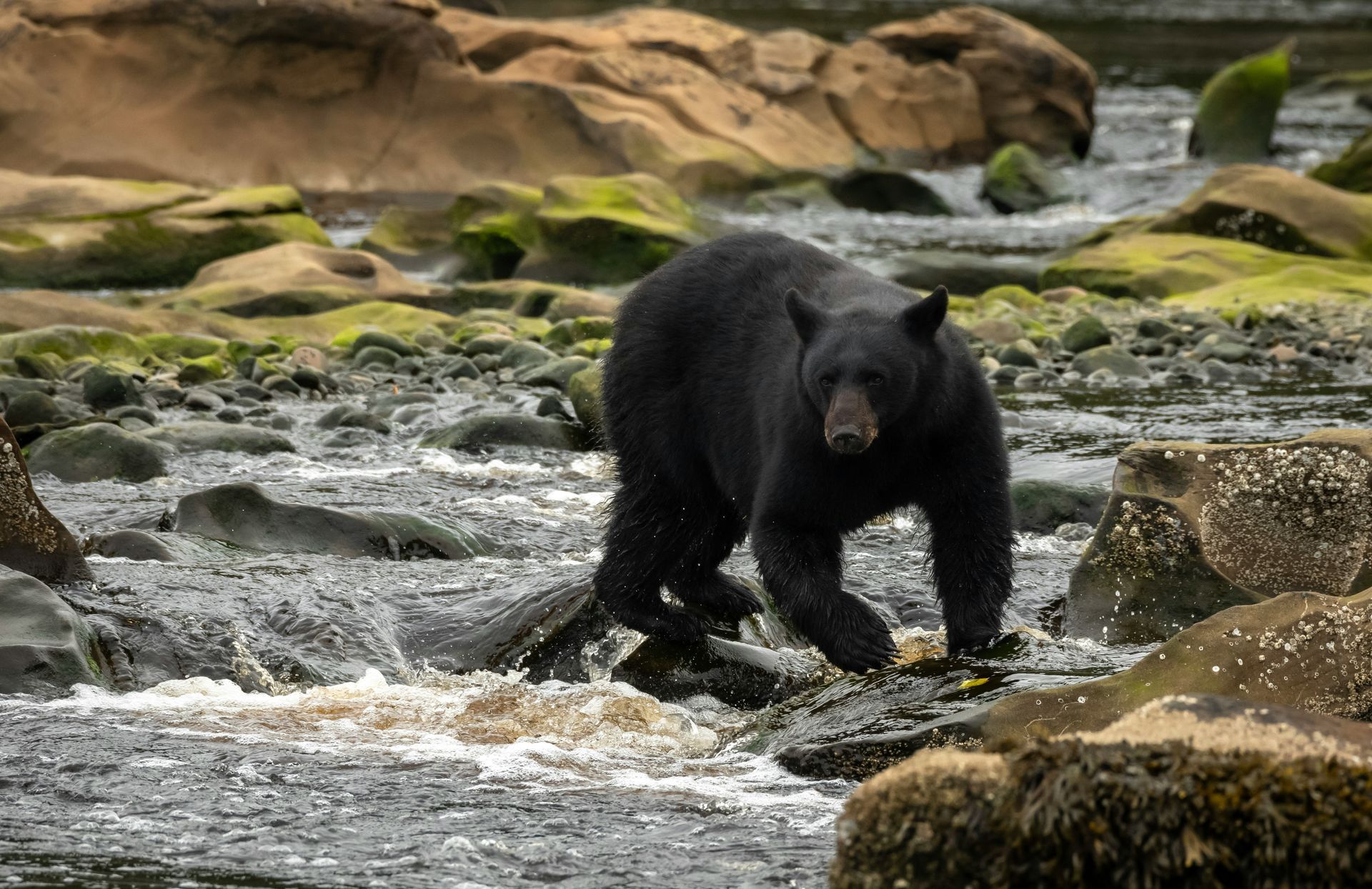 Black bear wading through a rocky stream, water splashing, brown rocks, moss.
