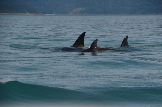 Orcas with dorsal fins visible, swimming in blue ocean waters.