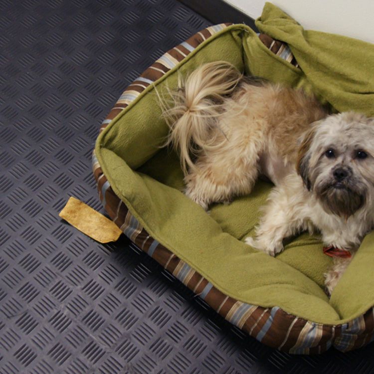 Two small dogs relax in a green and brown dog bed on a textured black floor.