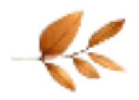 Feuilles d'automne brunes sur une branche fine.