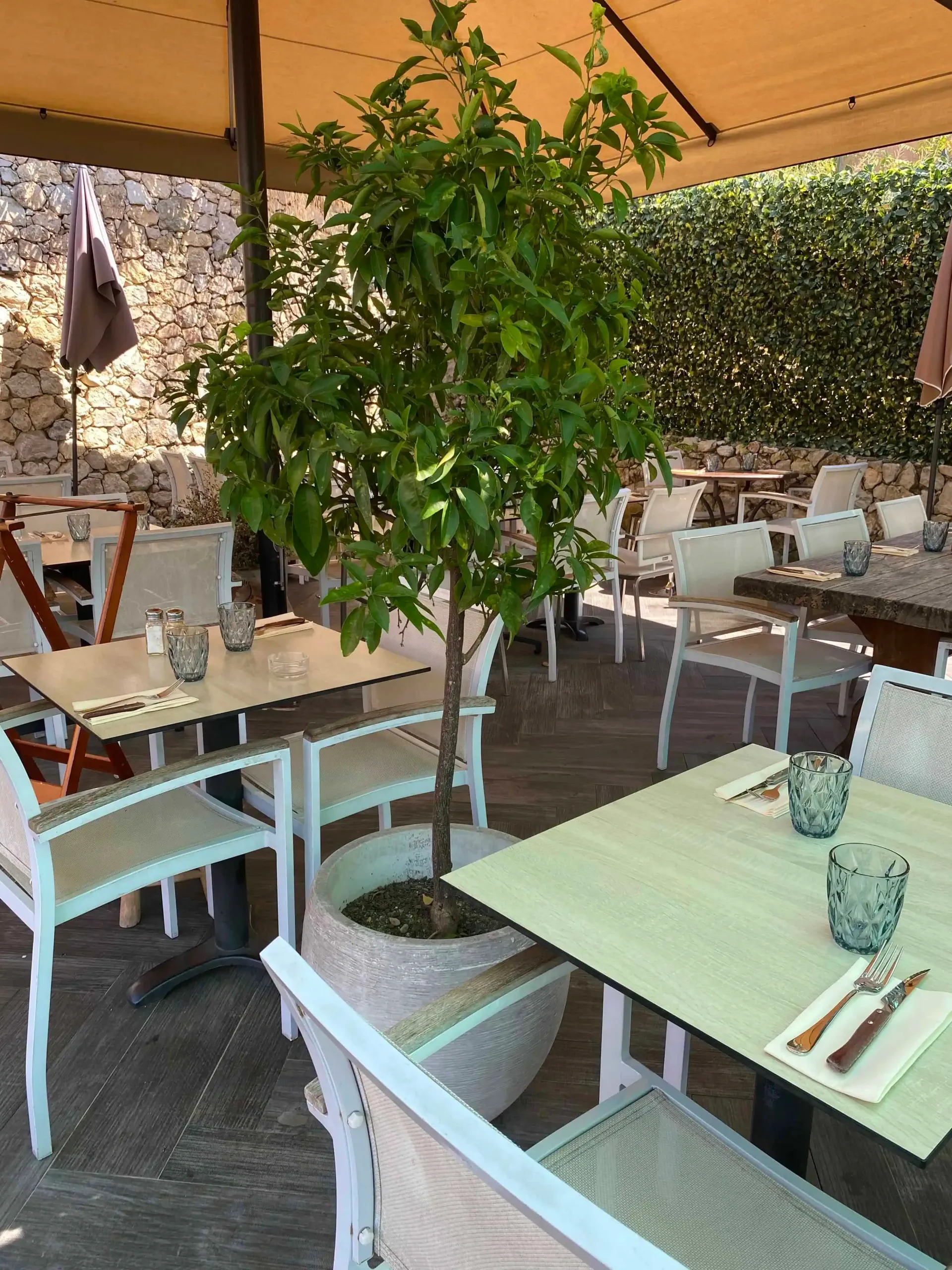 Terrasse de restaurant extérieure avec tables, chaises et un arbre en pot.