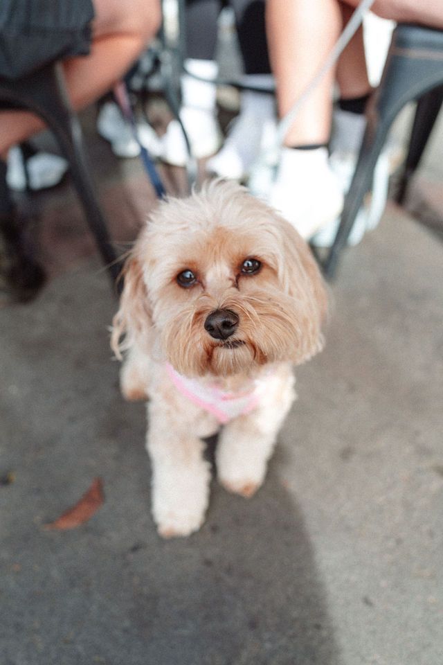A small brown and white dog is sitting on the ground looking at the camera.