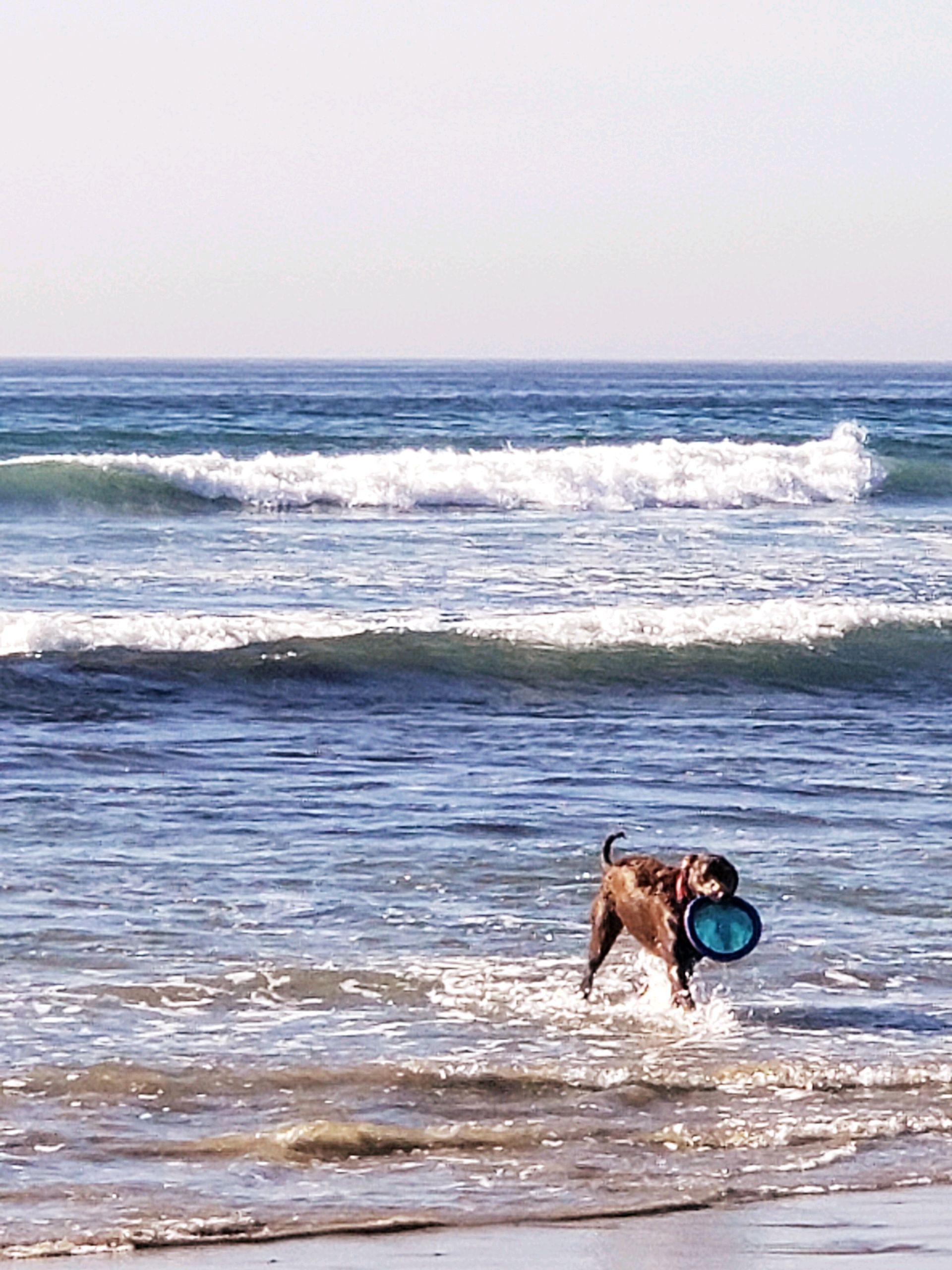 a dog is playing with a frisbee in the ocean