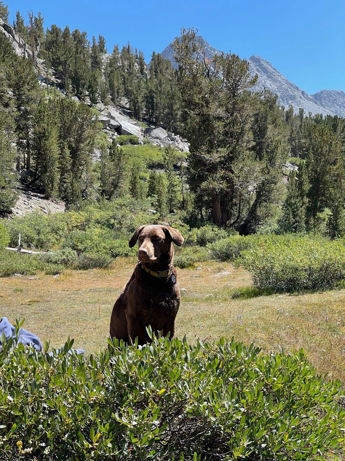 a dog is sitting in a field with a mountain in the background .
