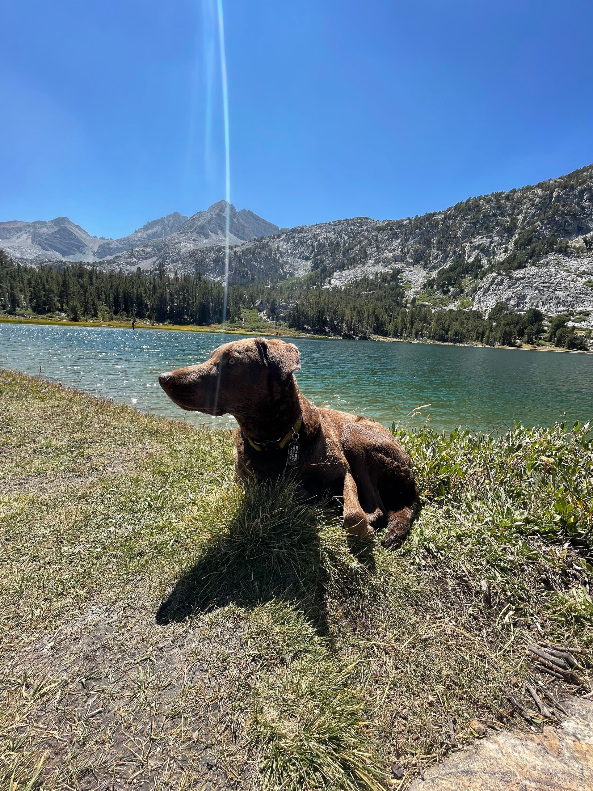 a dog is laying in the grass near a lake with mountains in the background .