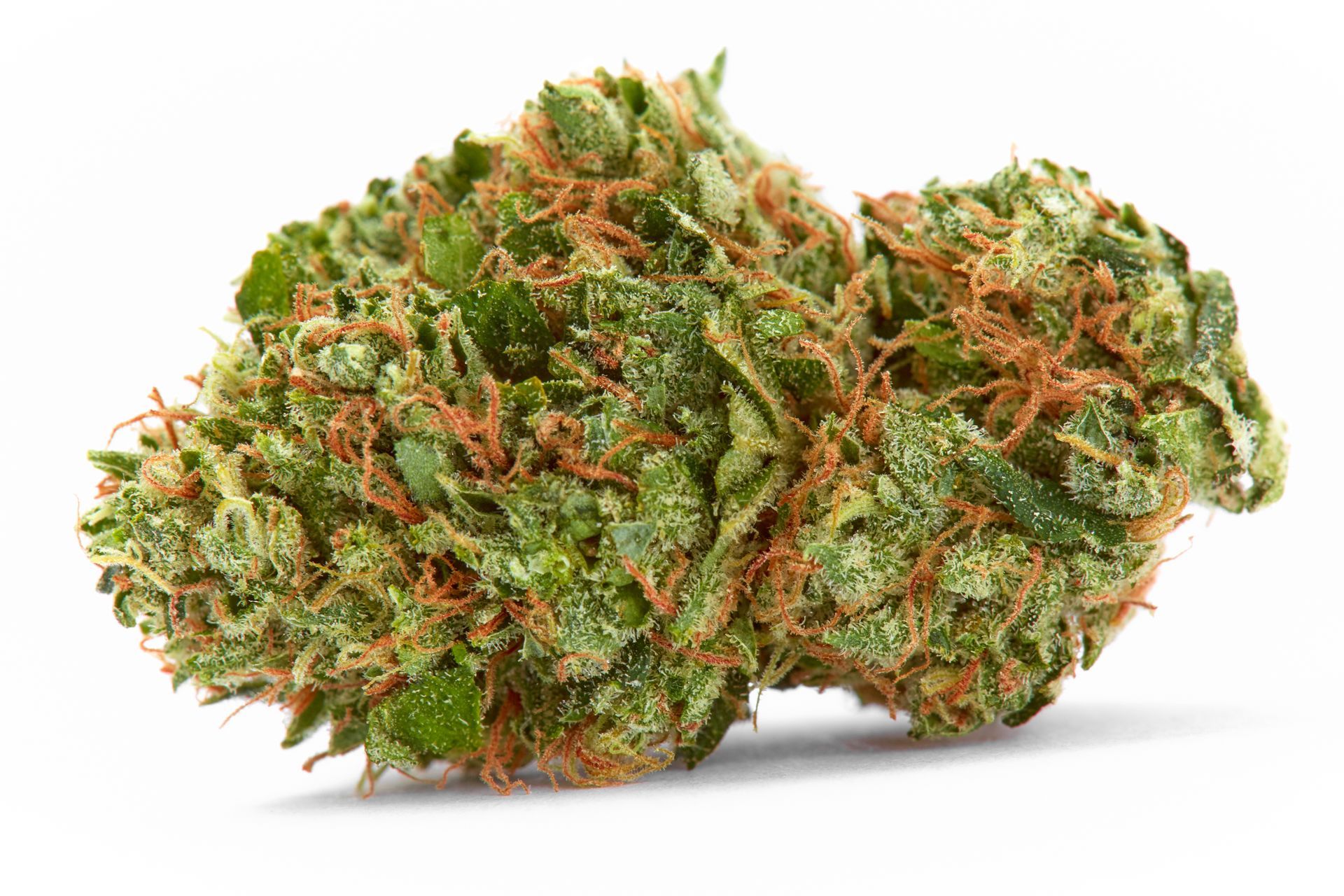 Green cannabis bud with orange hairs.