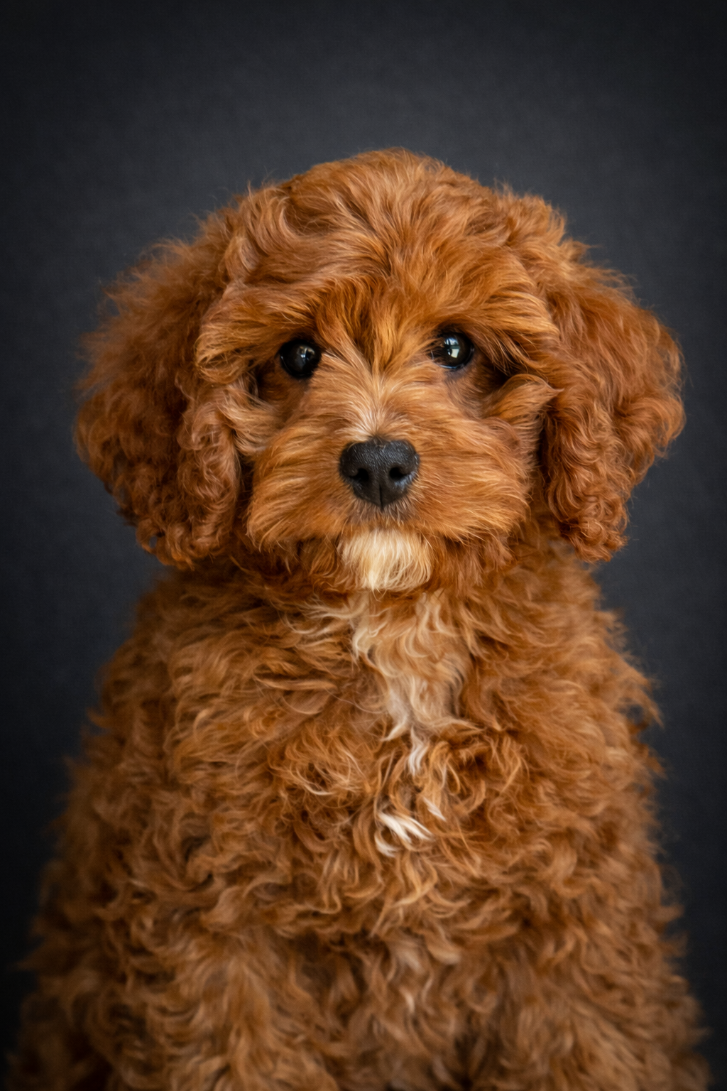 A close-up portrait of a fluffy, auburn-colored puppy with dark eyes looking forward against a plain dark background.