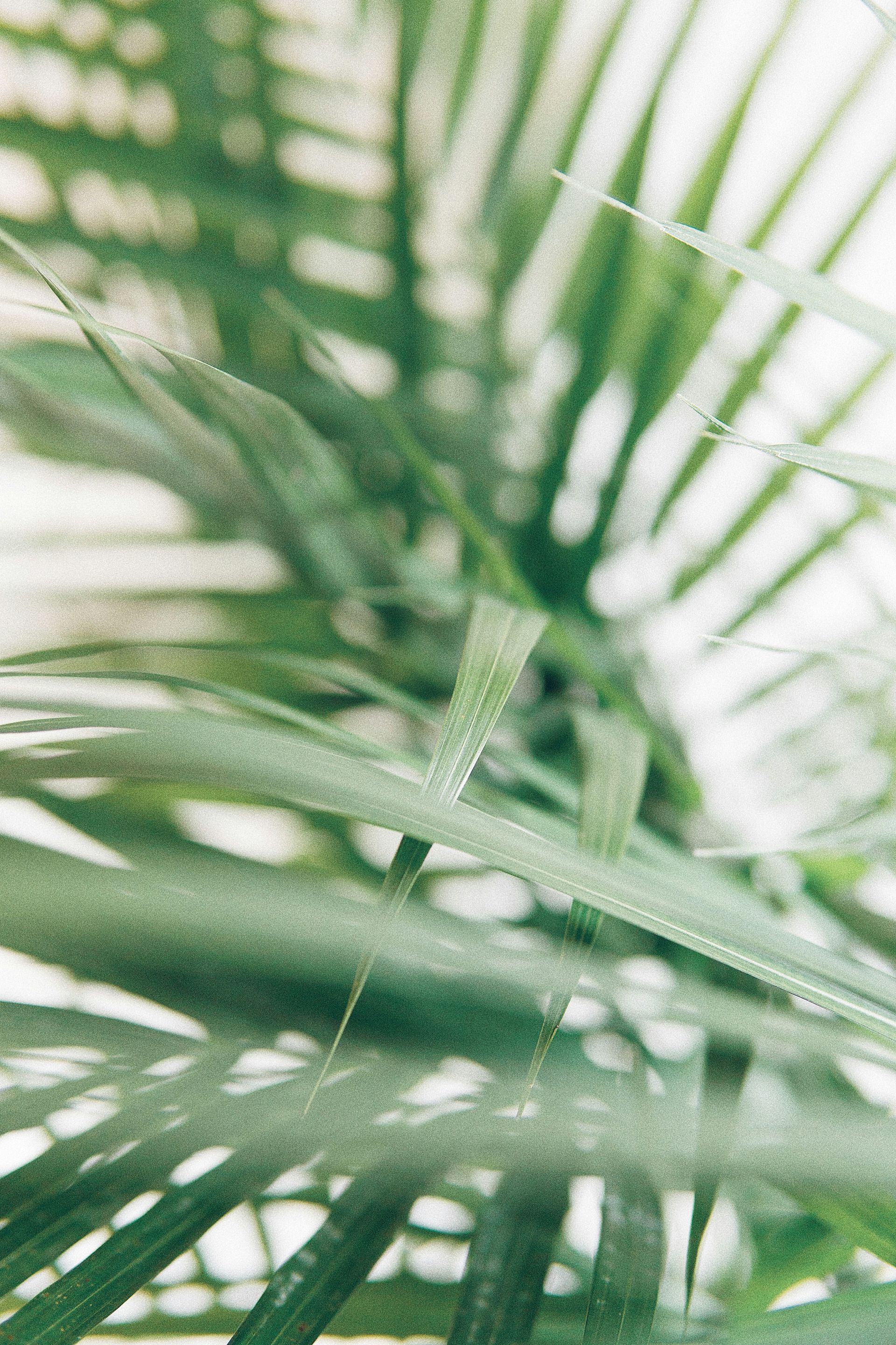 A close up of a palm tree leaf on a white background.