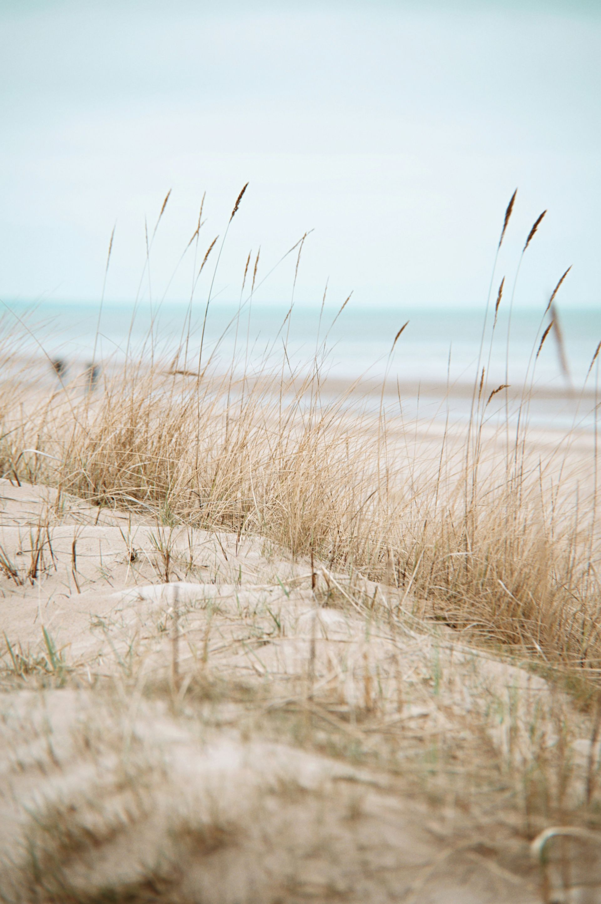 A row of tall grass growing on a sandy beach next to the ocean.