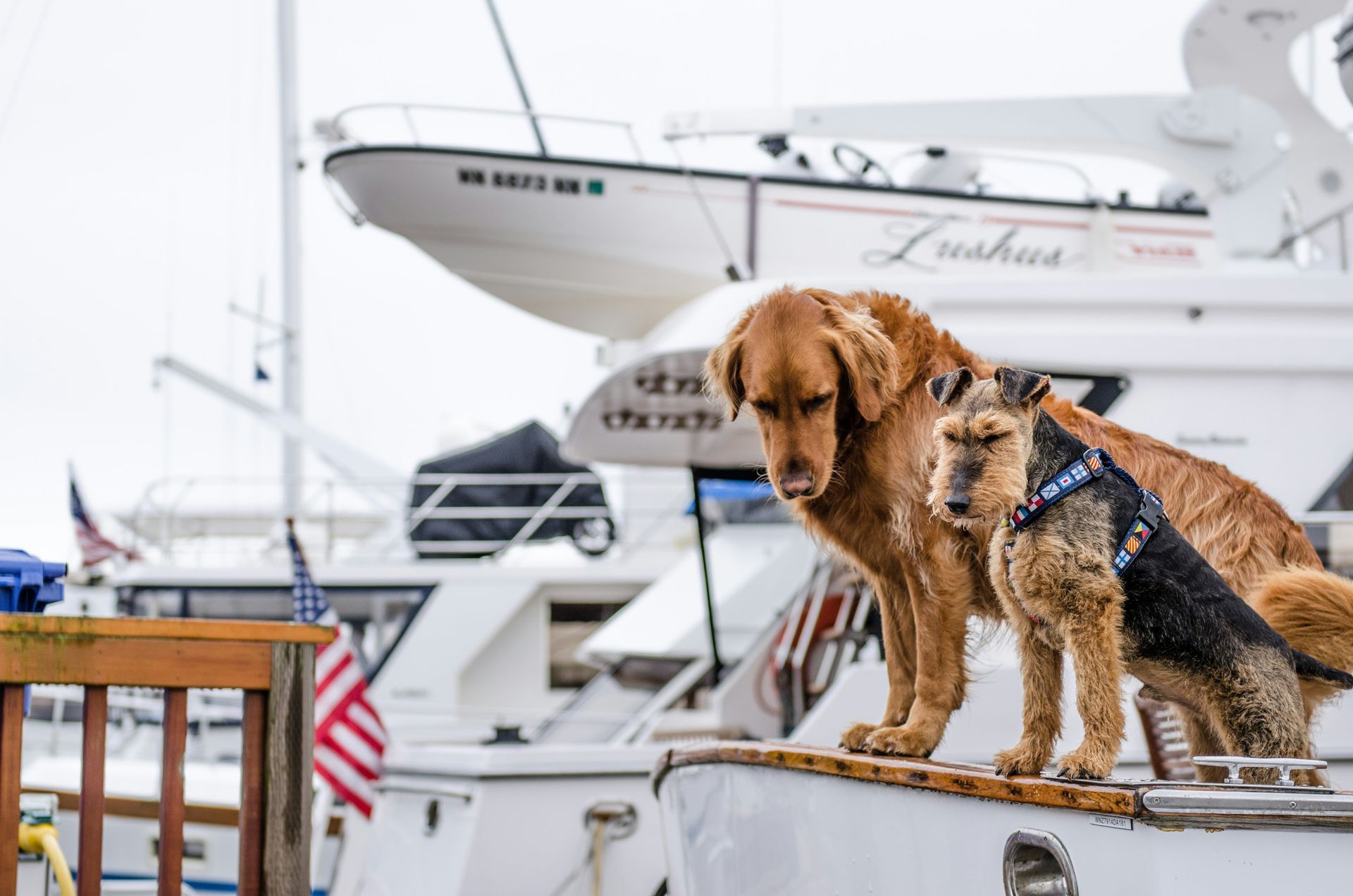 Two dogs are standing on the deck of a boat.