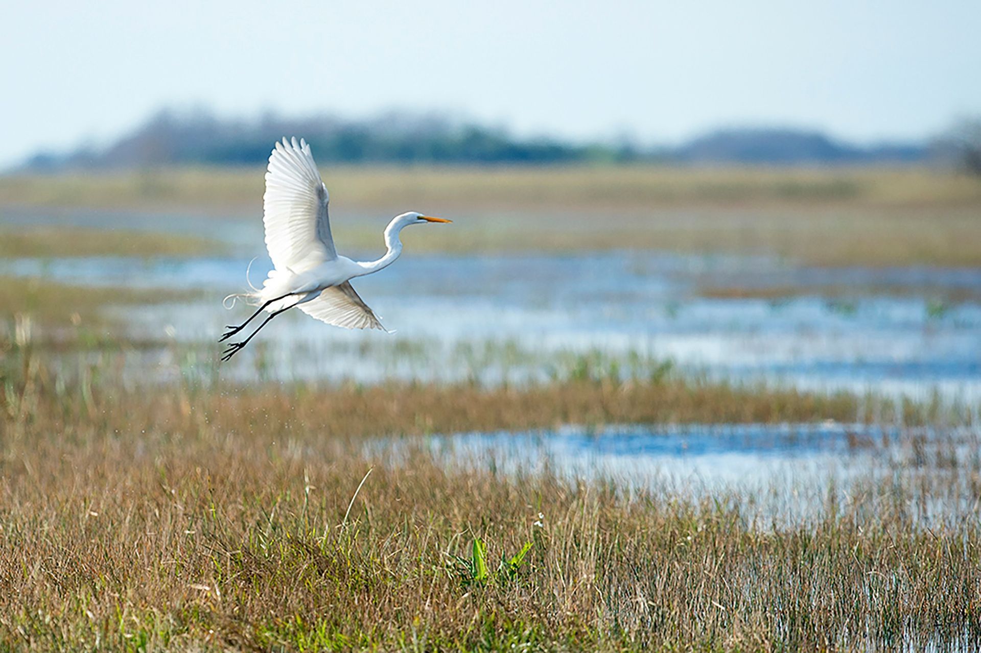 A white bird is flying over a swamp.