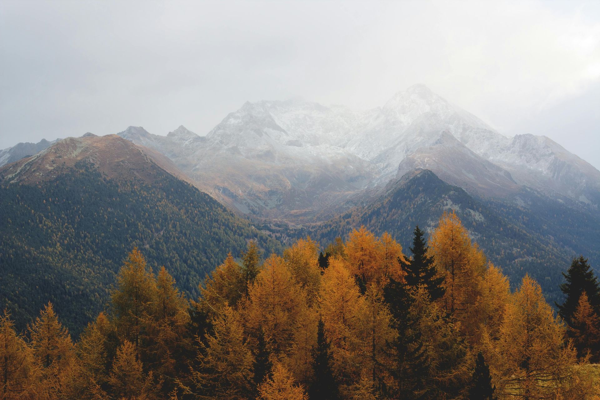 A forest in the mountains with a snowy mountain in the background.