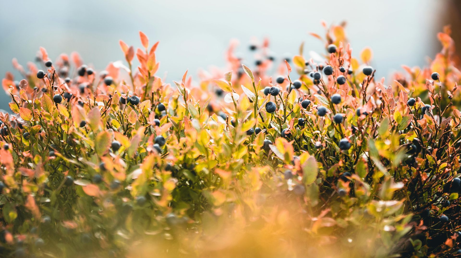 A close up of a bush with berries and leaves.