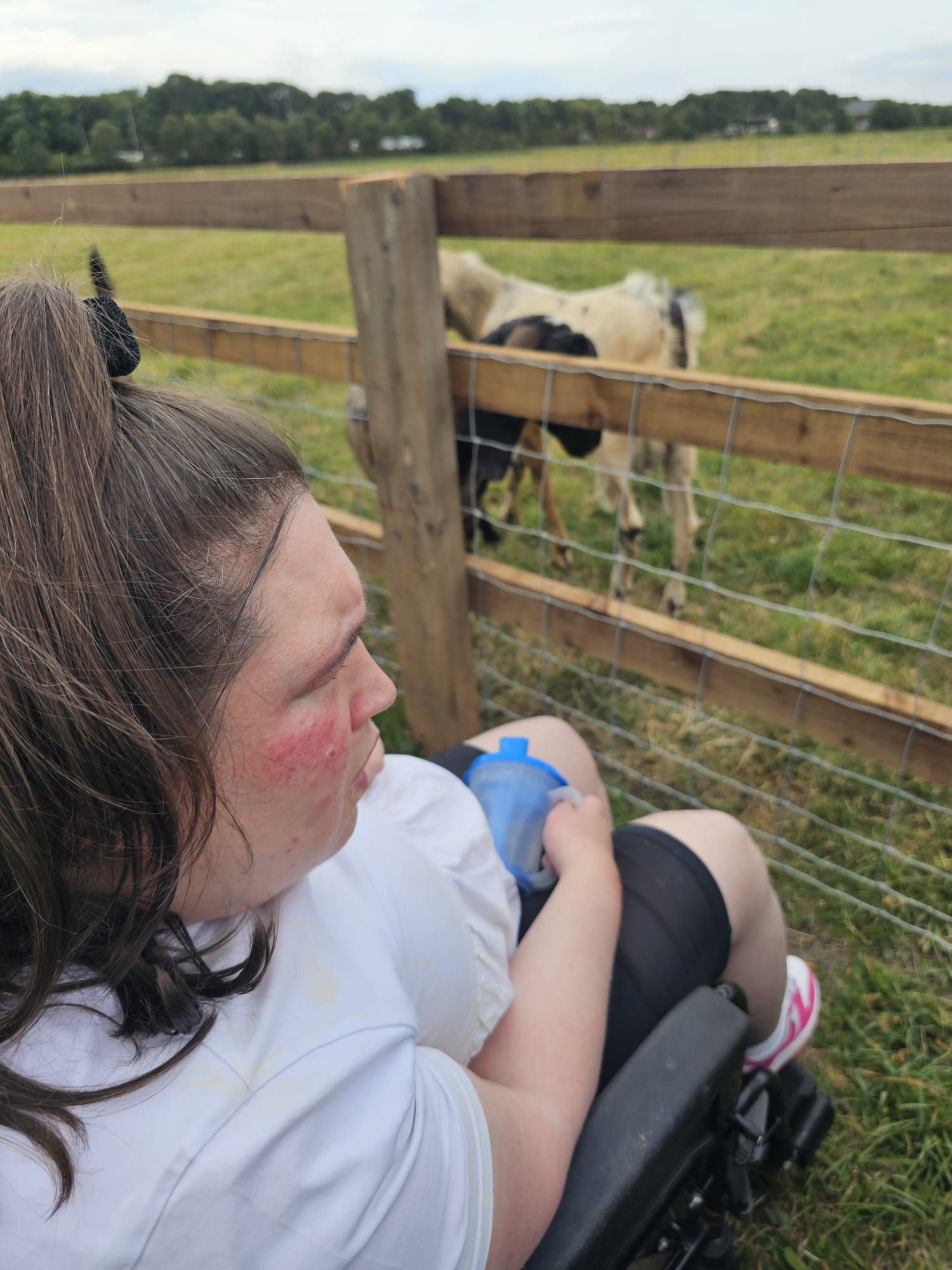 Person in wheelchair looks at two cows through a fence in a field.