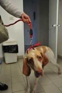 Un bassotto in visita