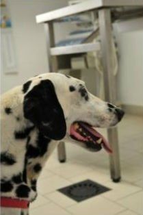 Cane dalmata