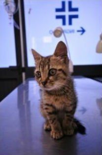 Gatto dal manto tigrato