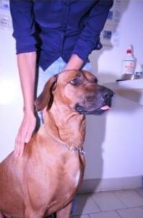 Cane di grossa taglia dal manto marrone