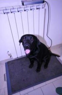 Meticcio dal manto nero