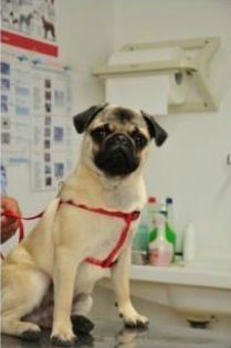 Un simpatico carlino