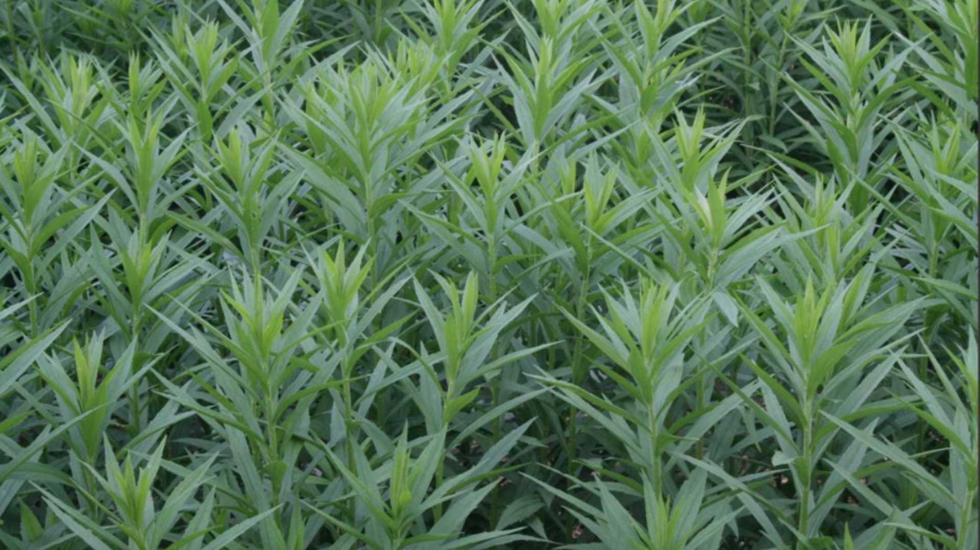 Un montón de plantas verdes crecen en un campo.