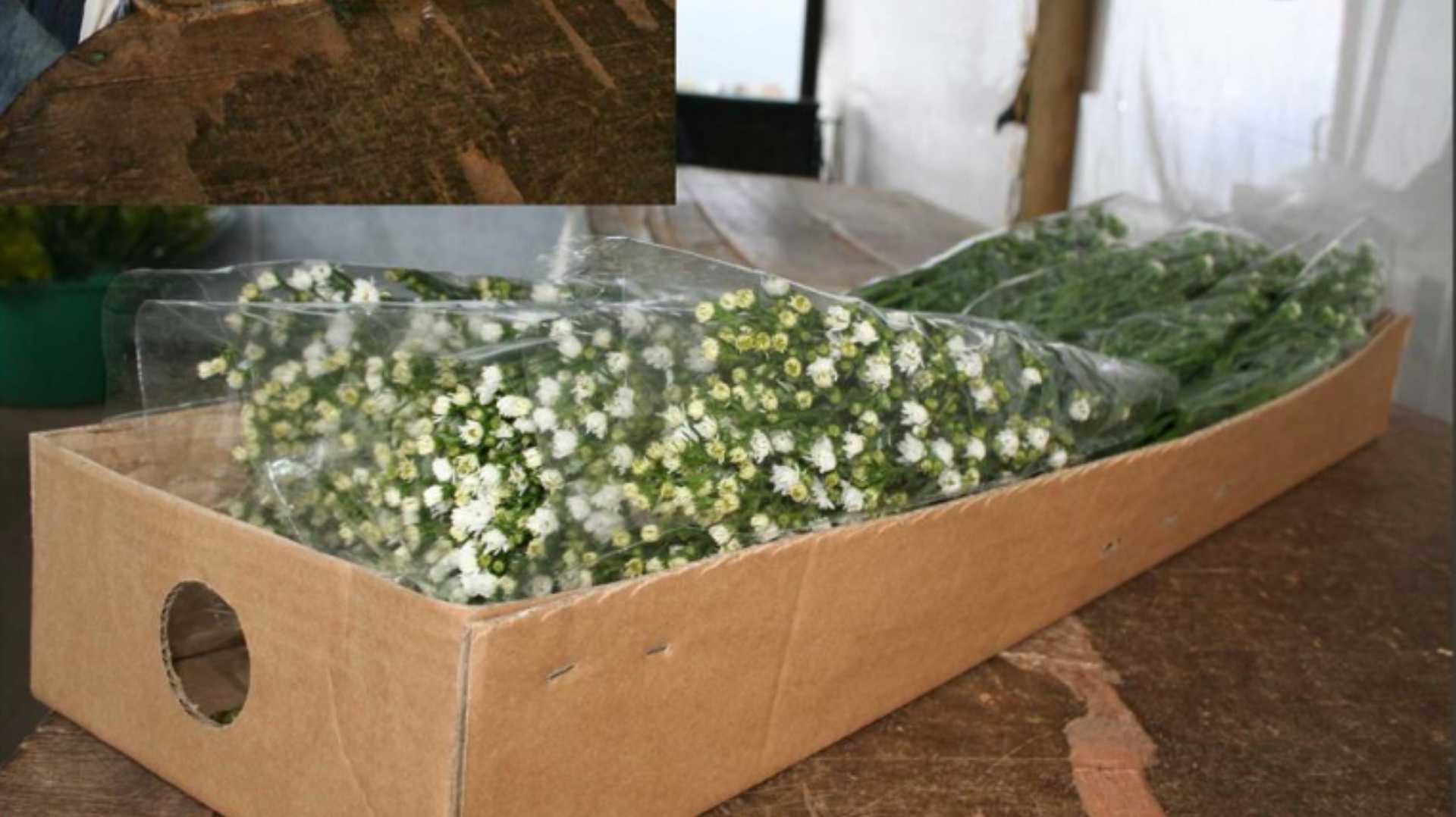 una caja de cartón llena de flores blancas y vegetación