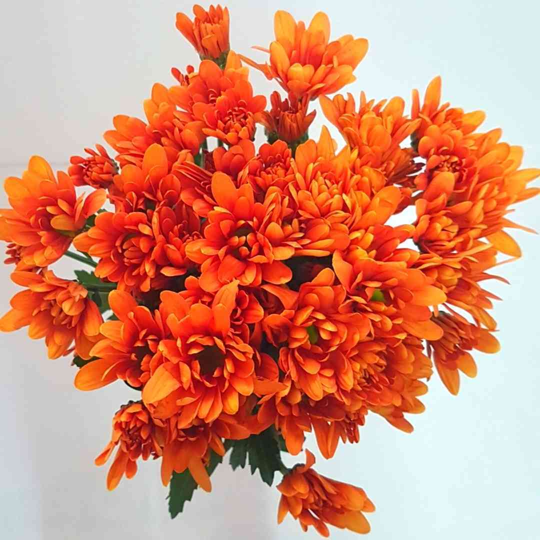 un ramo de flores de color naranja sobre un fondo blanco