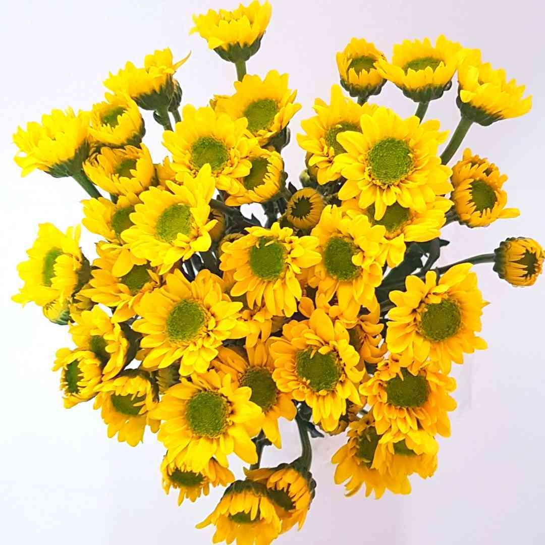 un ramo de flores botones amarillas con centros verdes