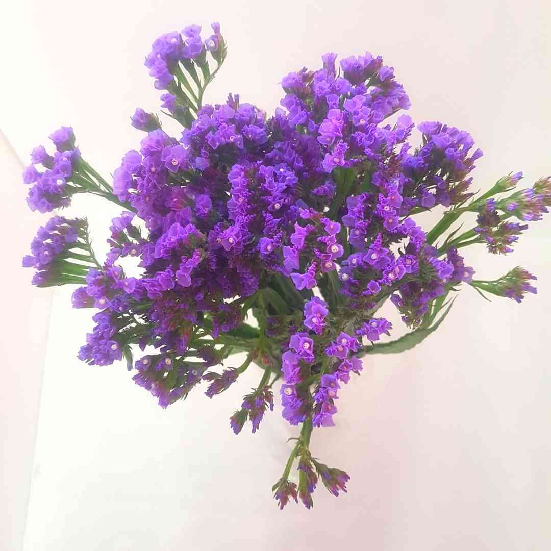 un ramo de flores violetas sobre un fondo blanco