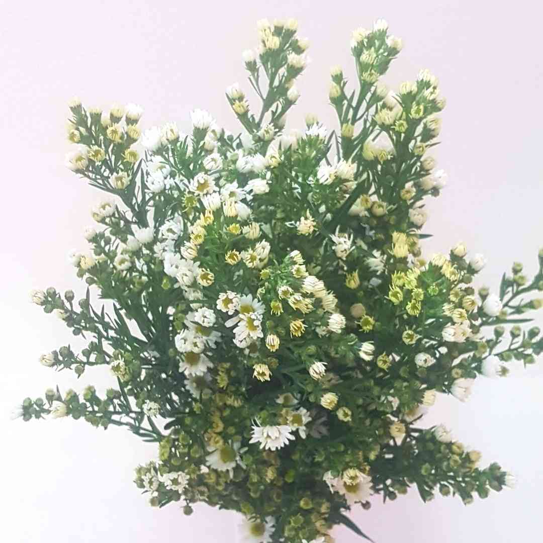 un ramo de flores blancas y amarillas sobre un fondo blanco