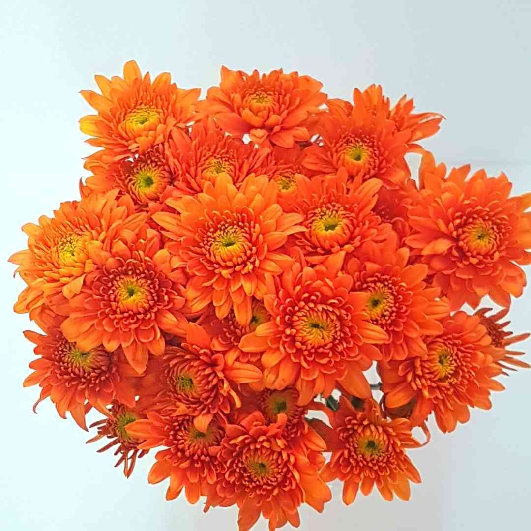 un ramo de flores naranjadas sobre un fondo blanco