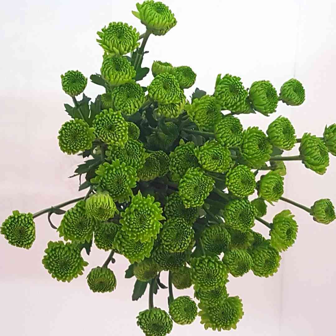 un ramo de flores verdes sobre un fondo blanco