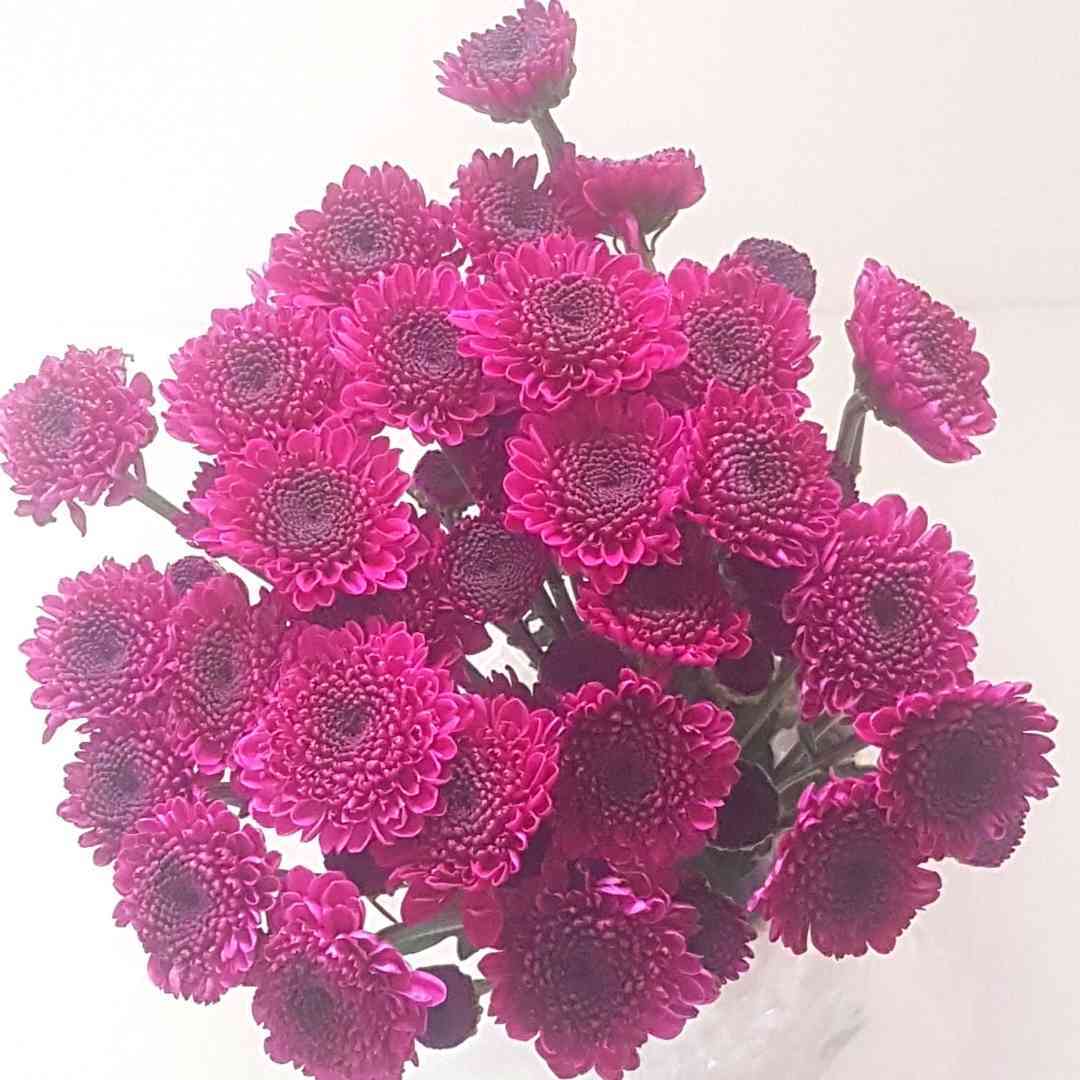 un ramo de flores de color púrpura está sobre una mesa.