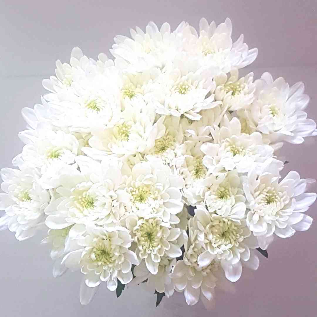 un ramo de flores blancas sobre un fondo blanco