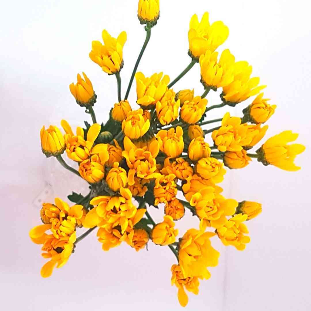 un ramo de flores amarillas sobre un fondo blanco